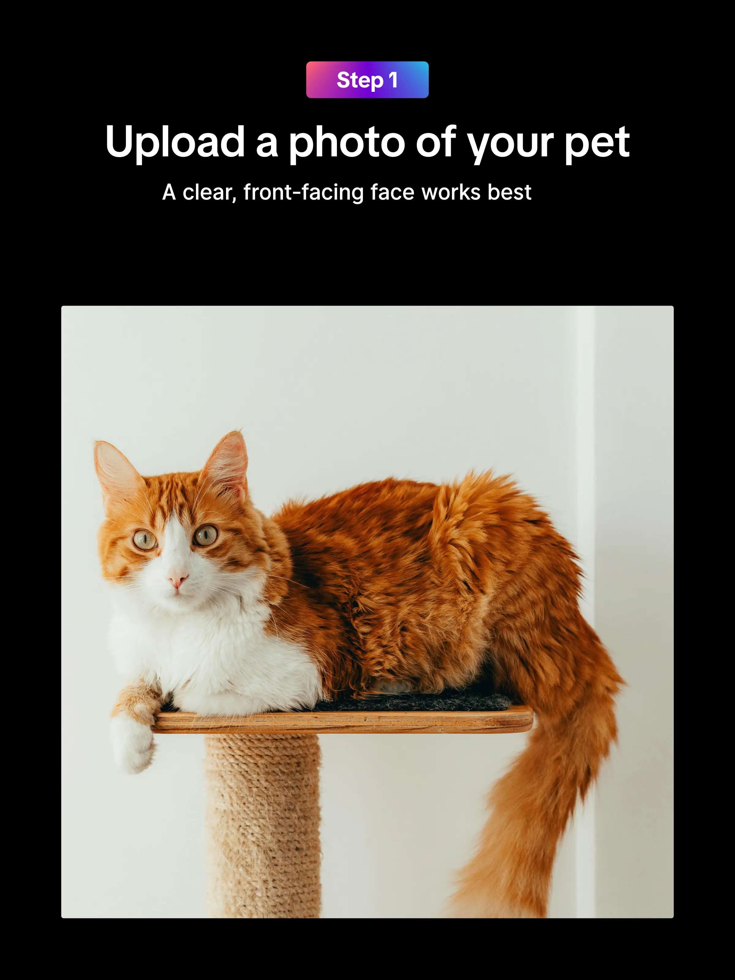 Upload a photo of your pet A clear, front-facing face works best