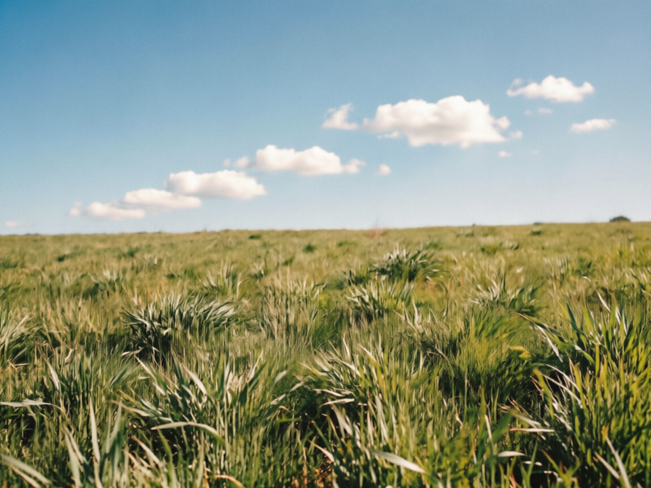 A vast green wheat field sways gently in the breeze under a clear sky, with fluffy white clouds dotting the distance. The image is overlaid with delicate film grain, presenting a vintage film texture, full of natural vitality and nostalgic atmosphere, captured in 4:3 photography ratio.
