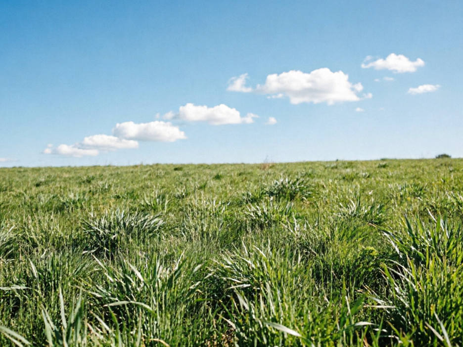 A vast green wheat field sways gently in the breeze under a clear sky, with fluffy white clouds dotting the distance. The image is clear and transparent, with vibrant colors, full of natural vitality and tranquility, captured in 4:3 photography ratio.