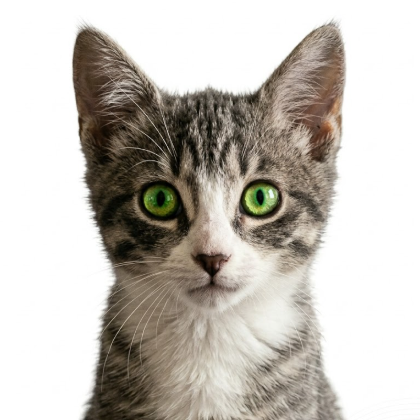 A gray-and-white kitten stares directly into the lens with vivid green eyes, perked ears, and soft fluffy fur. Set against a pure white background, its adorable and lively expression stands out prominently.