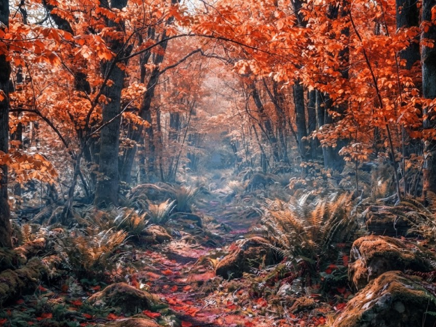 The forest path in peak autumn. The canopy is a mix of fiery red and burnt orange maple leaves. The ground is completely obscured by a dense layer of fallen crimson leaves. Mist rising between the tree trunks, cool atmosphere, hyper-detailed textures of wet leaves and bark.