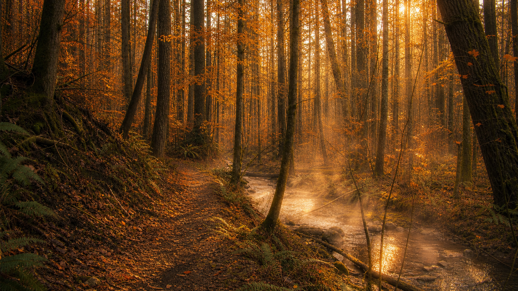Ordinary forest trail beside a shallow stream, surrounded by tall trees, ferns, and muted green foliage under overcast light.