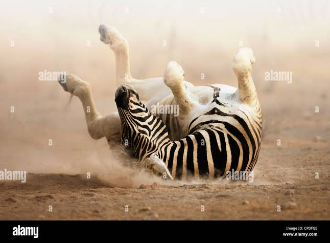 Multiple fixed watermark areas on a zebra video