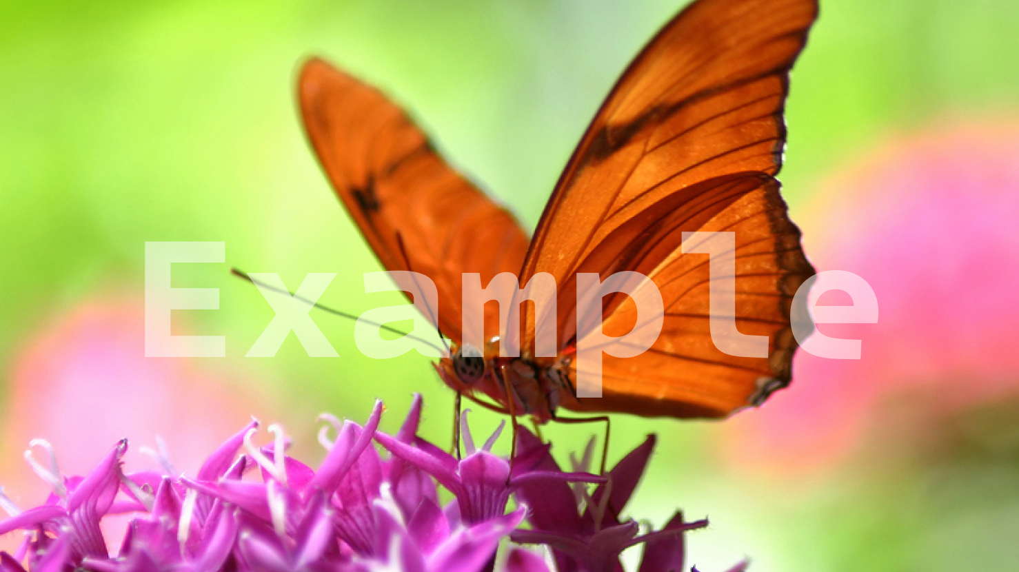 Semi-transparent watermark over a butterfly video