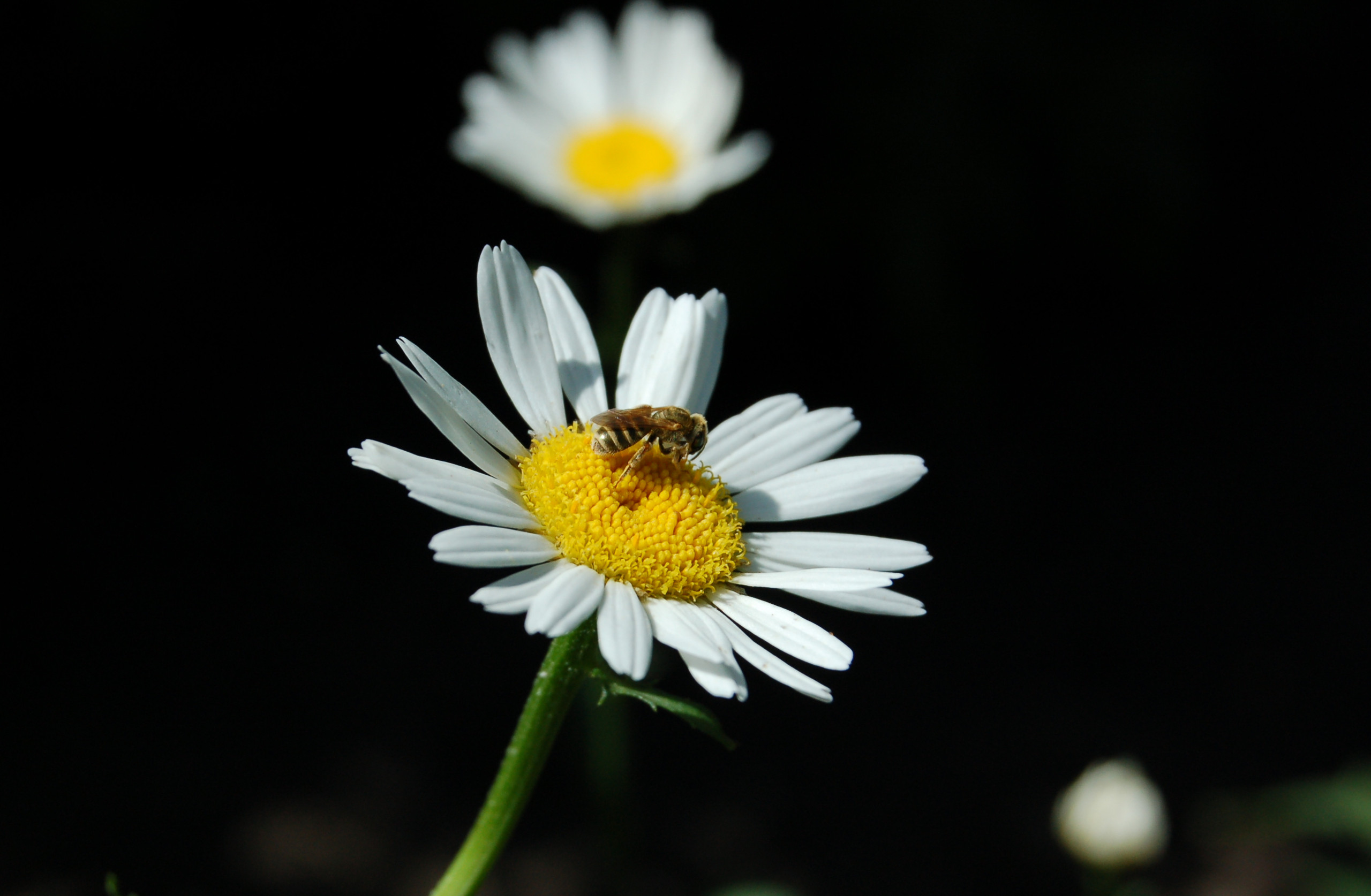 Daisy and bee photo after date stamp removal