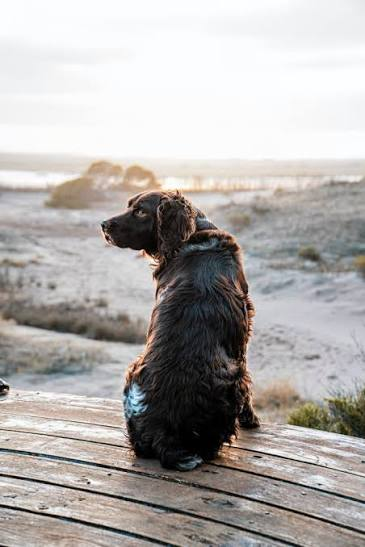 Dog sitting by a coastal landscape with a Watermark text overlay
